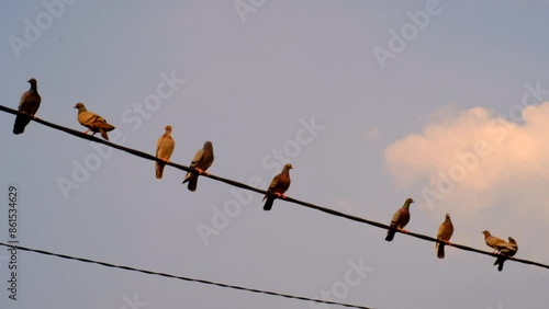 Videography of a flock of pet pigeons perched on an electric cable. Footage Pets outdoors. Graphic Resources. AnimalVideos. Animal Behaviour. Animal Videography concept. 4k Resolution 30 Fps photo