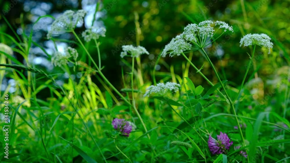 cinematic summer background , field blossoms. Flowers in full bloom. Botany full bloom cinematic summer background , field blossoms. Flowers in full bloom. Botany full bloom