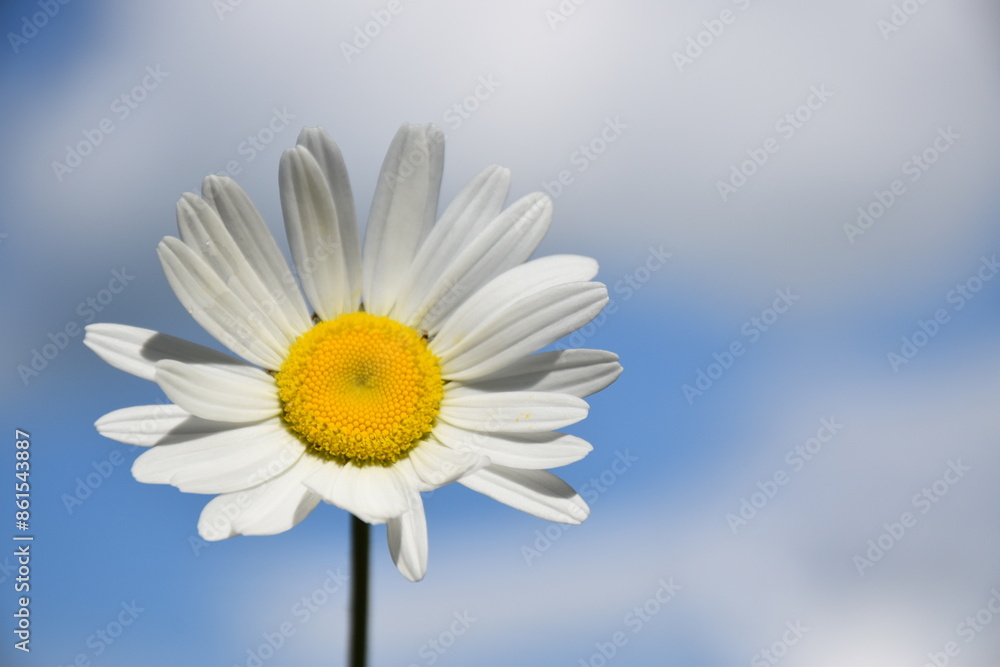 A daisy flower, Sainte-Apolline, Québec, Canada A daisy flower, Sainte-Apolline, Québec, Canada