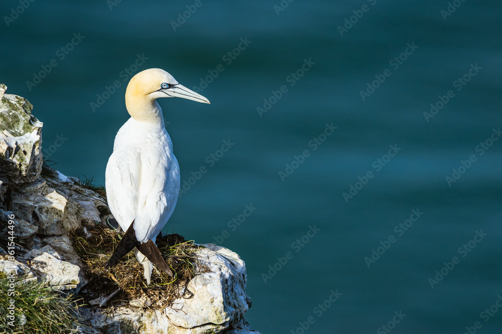 Gannet, Morus bassanus, birds on cliffs, Bempton Cliffs, North Yorkshire, England Gannet, Morus bassanus, birds on cliffs, Bempton Cliffs, North Yorkshire, England