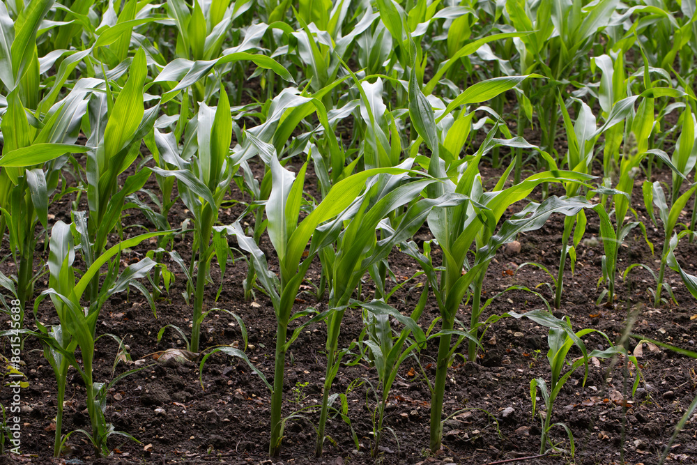 CLOSE UP GROWING GREEN CORN FIELD CLOSE UP GROWING GREEN CORN FIELD