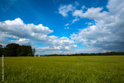 Field path with wheat and potatoes, cloudy sky just before the thunderstorm