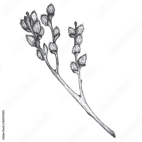 An ink drawing of willow twig in vector. Hand-drawn graphic illustration in gray halftones. Pussy-willow branch sketch. For invitations, postcards, paper crafting. Easter clipart.