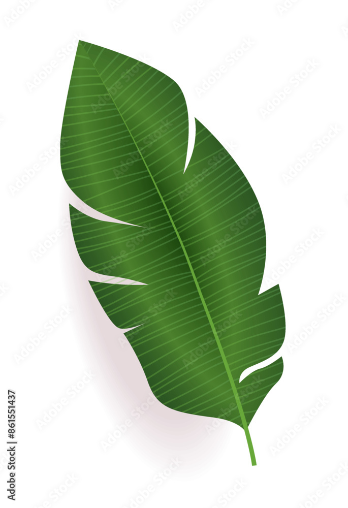 Fototapeta premium Green tropical banana leaf isolated on white background botanical nature design element