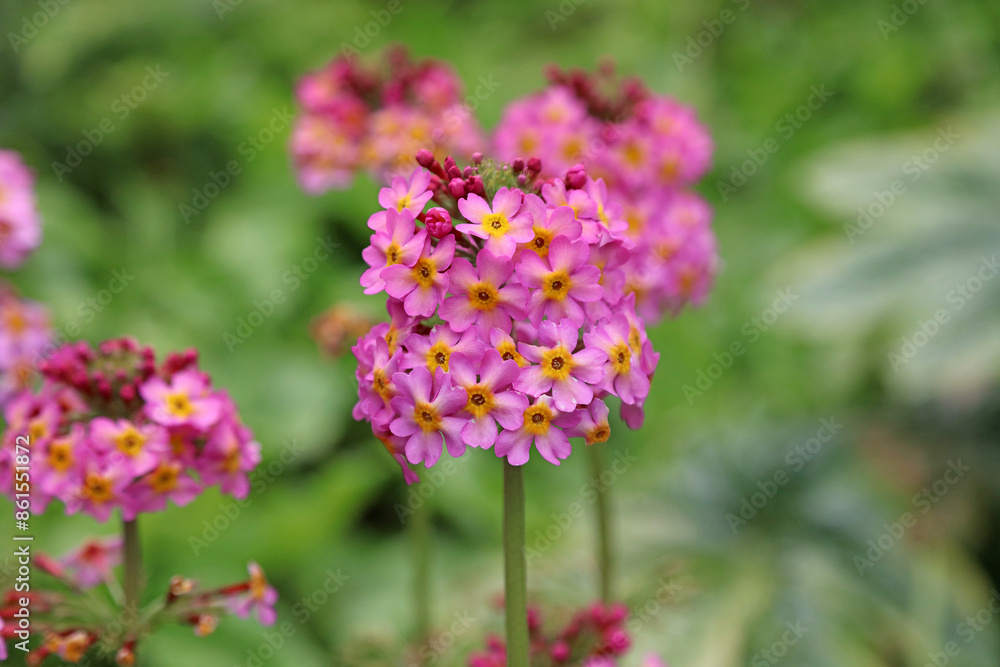 Macro image of Japanese primrose blooms, North Yorkshire England
Macro image of Japanese primrose blooms, North Yorkshire England