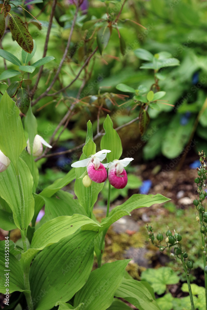 Showy Lady's slipper orchids, North Yorkshire England
Showy Lady's slipper orchids, North Yorkshire England