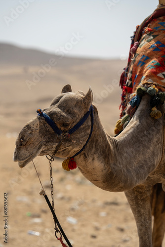 Camels in a colorful horse-clothes resting on the sand near to pyramids, Giza, Cairo, Egypt. Famous Great Pyramids.