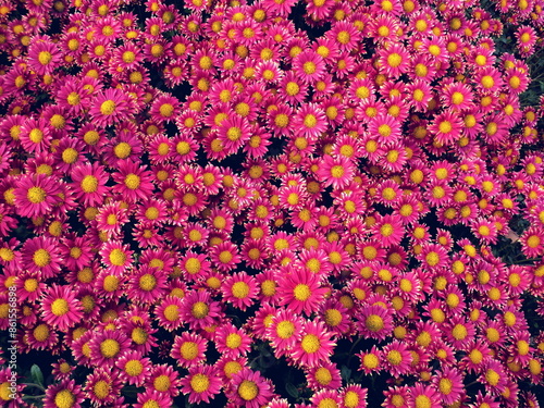 Pink chrysanthemums bunch in floral shop, seamless pattern flowers background. Bouquet pink or purple chrysanthemums like tiny daisies print pattern. Annuals rosy chrysanthemum background autumn card