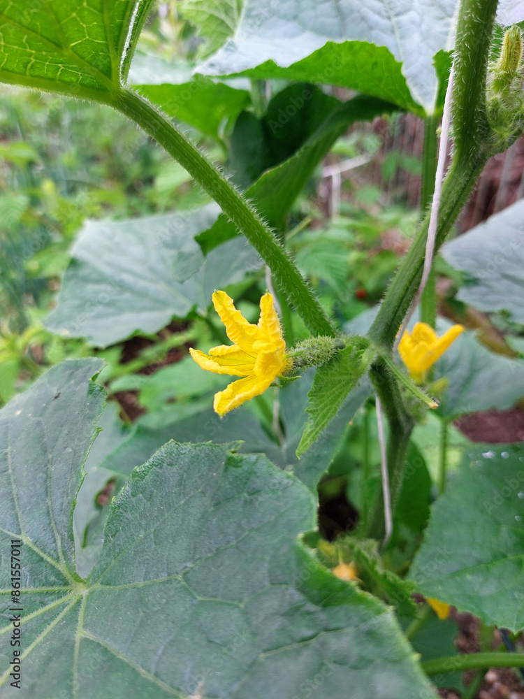 cucumber plant with yellow flowers. gardening cucumber plant with yellow flowers. gardening