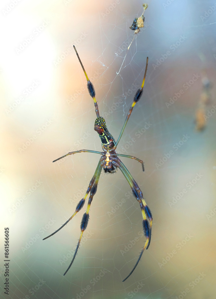 A Focus Stacked Close-up Image of the Underside of a Immature Golden Silk Orb Weaver Spider A Focus Stacked Close-up Image of the Underside of a Immature Golden Silk Orb Weaver Spider
