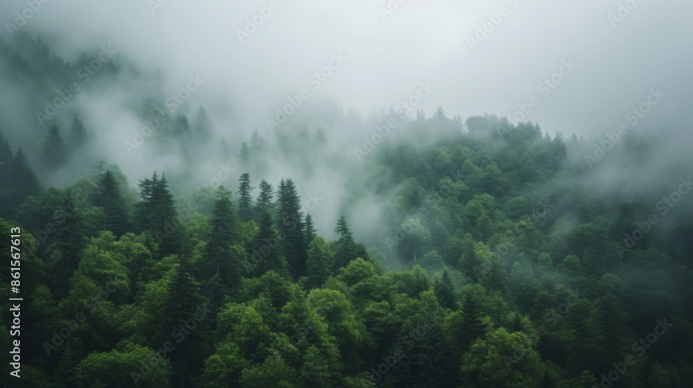 Dense green forest enveloped in misty weather Dense green forest enveloped in misty weather