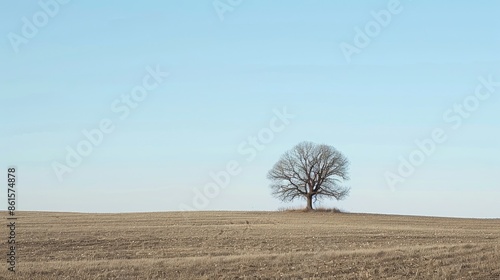Lone tree standing against the horizon in an empty field, embodying resilience and steadfastness in the face of solitude.