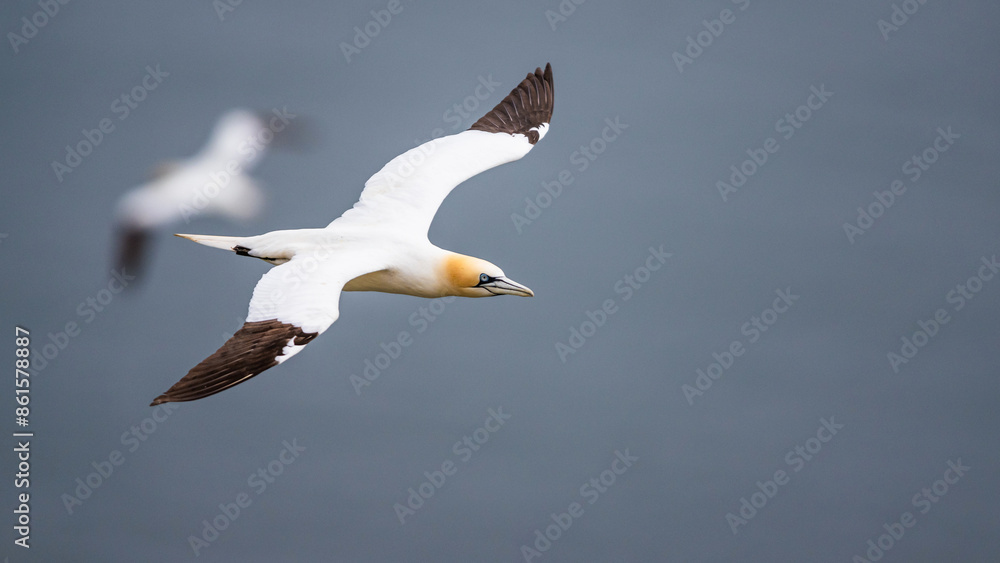 Northern Gannet, Morus bassanus, birds in flight over cliffs, Bempton Cliffs, North Yorkshire, England Northern Gannet, Morus bassanus, birds in flight over cliffs, Bempton Cliffs, North Yorkshire, England