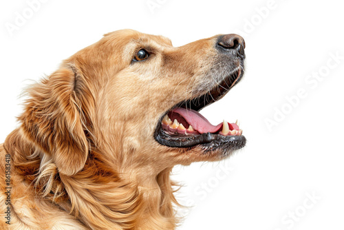 A golden retriever dog barking, side view, on a white background