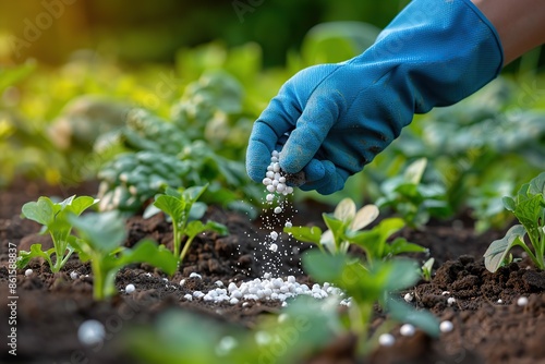 Farmer in blue gloves with fertilizer grains to soil. Hands applying mineral fertilizer white granules to green plant. Vegetable garden. Agriculture industry, development, economy investment growth