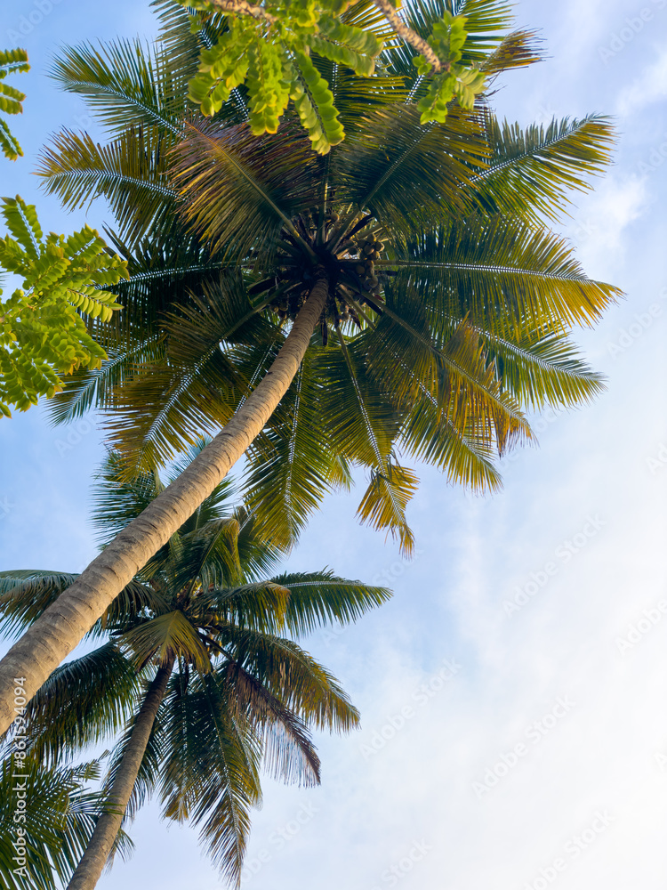 Fototapeta premium Coconut trees and greenery along the kochi backwaters in the indian state of Kerala. Kochi (also known as Cochin) is a coastal city with lot of backwaters area.