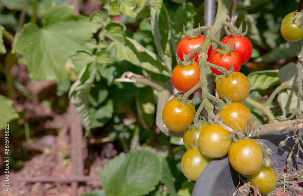 Ripe green and red tomatoes hanging in the garden. Ripe green and red tomatoes hanging in the garden.