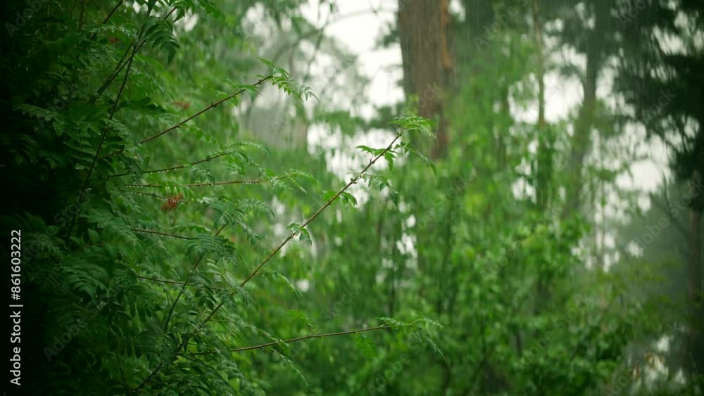 Serene atmosphere during rainy day with wet weather downpour Serene atmosphere during rainy day with wet weather downpour
