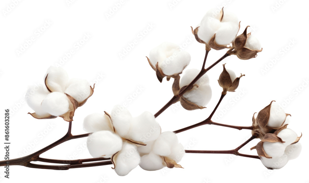 PNG Cotton branch flower cotton white. PNG Cotton branch flower cotton white.