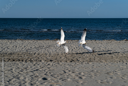 Obraz na płótnie Seagull