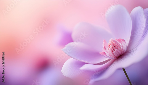 Closeup pink purple flower with soft petals against blurred soft focus pastel gradient orange purple background, beauty, fragrance product, spa, relaxation, luxury brand, copy free space.