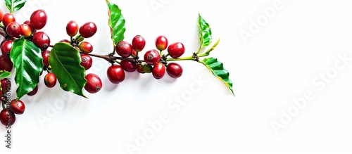 Red coffee beans on a branc...