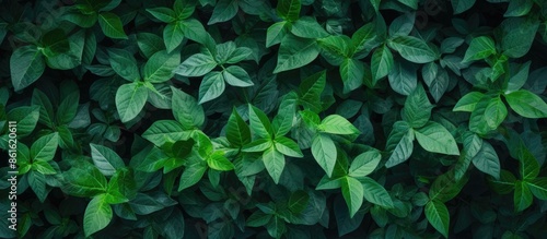 A background of lush green ...
