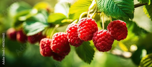Ripe red raspberries on a b...