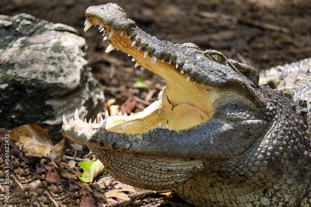 Obraz premium Close up crocodile is action show head in garden