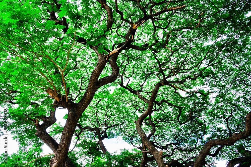 Fototapeta premium A tree with green leaves and a brown trunk
