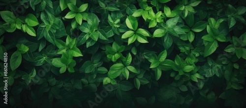A background of lush green ...