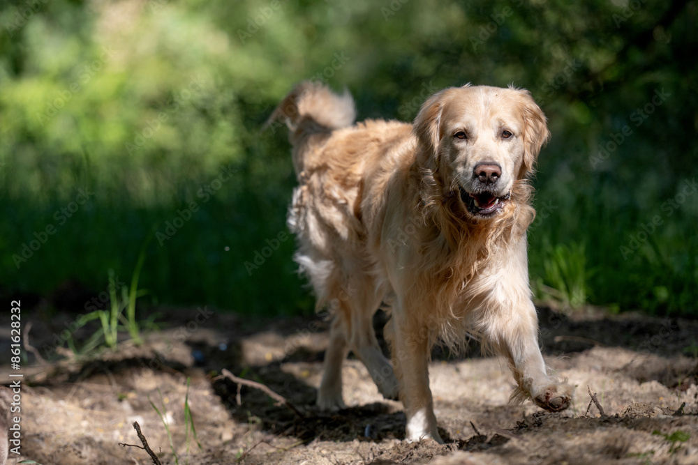 Golden Retriever Dog Enjoys A Walk In Forest Golden Retriever Dog Enjoys A Walk In Forest