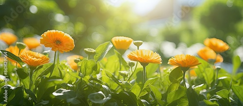 Calendula flowers blooming ...