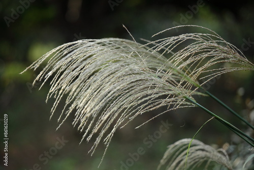 日本の秋を象徴する花