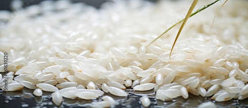 Rice seed with water drople...