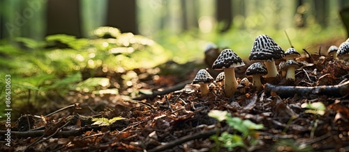 Foraging for wild food: edible morel fungi growing on forest ground with copy space image.