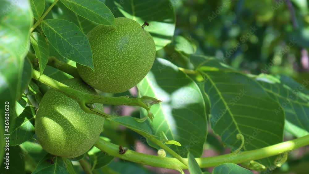 Two unripe walnuts are growing on a branch surrounded by lush green leaves Two unripe walnuts are growing on a branch surrounded by lush green leaves