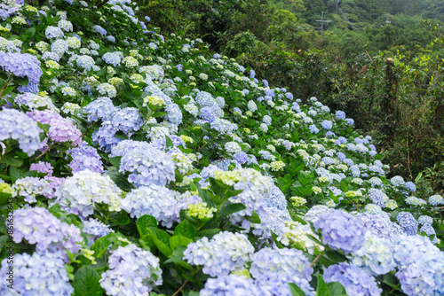 Beautiful flower Hydrangea flower garden