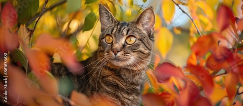 A tabby cat is photographed...