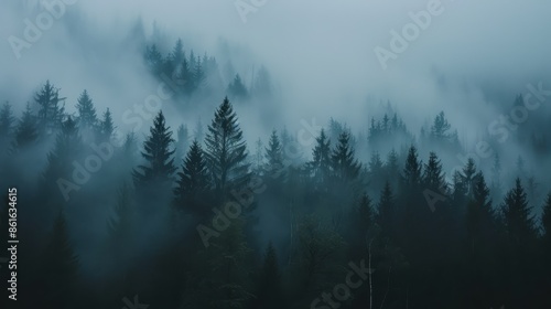 Moody forest with fog and misty