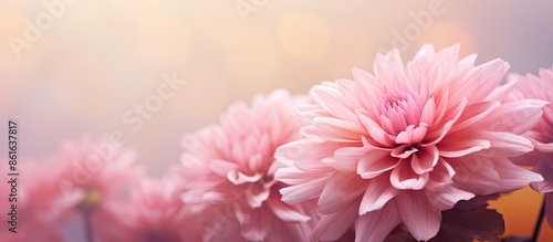 Close-up image of a pink ch...