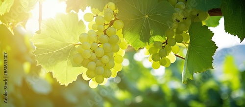 Green grapes on the vine un...
