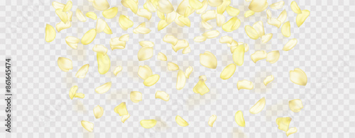 Yellow falling rose or sunflowers petals.Transparent panoramic horizontal background.Amber flower spring template.