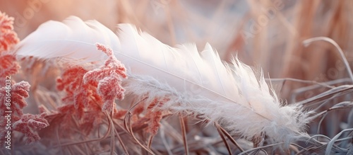 In winter, a white feather ...