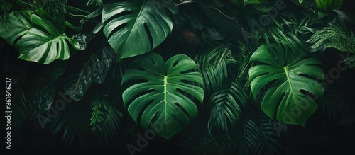 Tropical green leaf backgro...