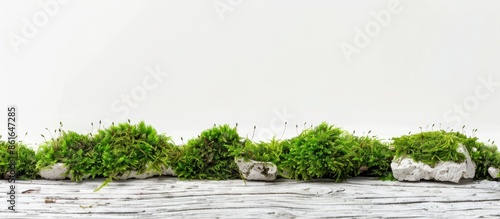 Icelandic stabilized moss i...