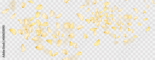 Yellow falling rose or sunflowers petals.Transparent panoramic horizontal background.Amber flower spring template.