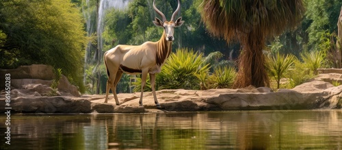 Zoo park with Eland antelop...