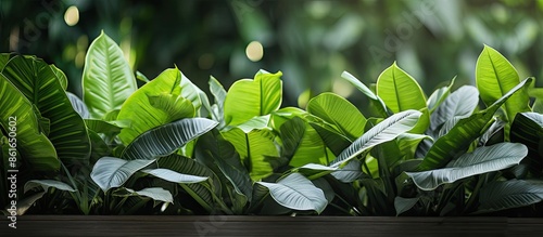 Exotic tropical Calathea lutea with ornamental silver banana leaves against a lush jungle greenery backdrop, perfect for a copy space image. photo