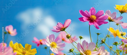 Pink and yellow cosmos flow...
